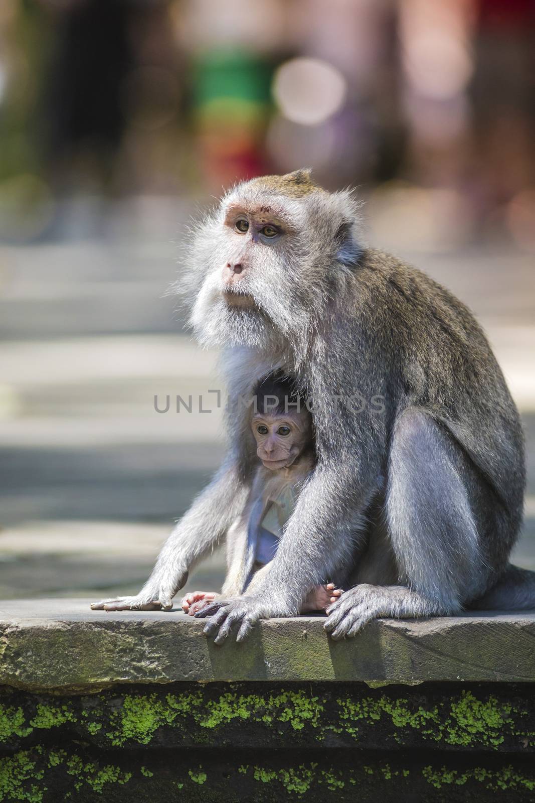 Long Tailed Macaque with her Infant , Sacred Monkey Forest, Ubud. Bali, Indonesia