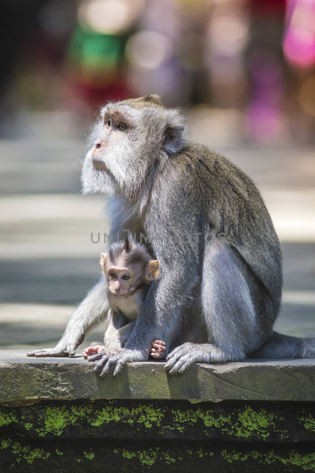 Long Tailed Macaque with her Infant , Sacred Monkey Forest, Ubud. Bali, Indonesia