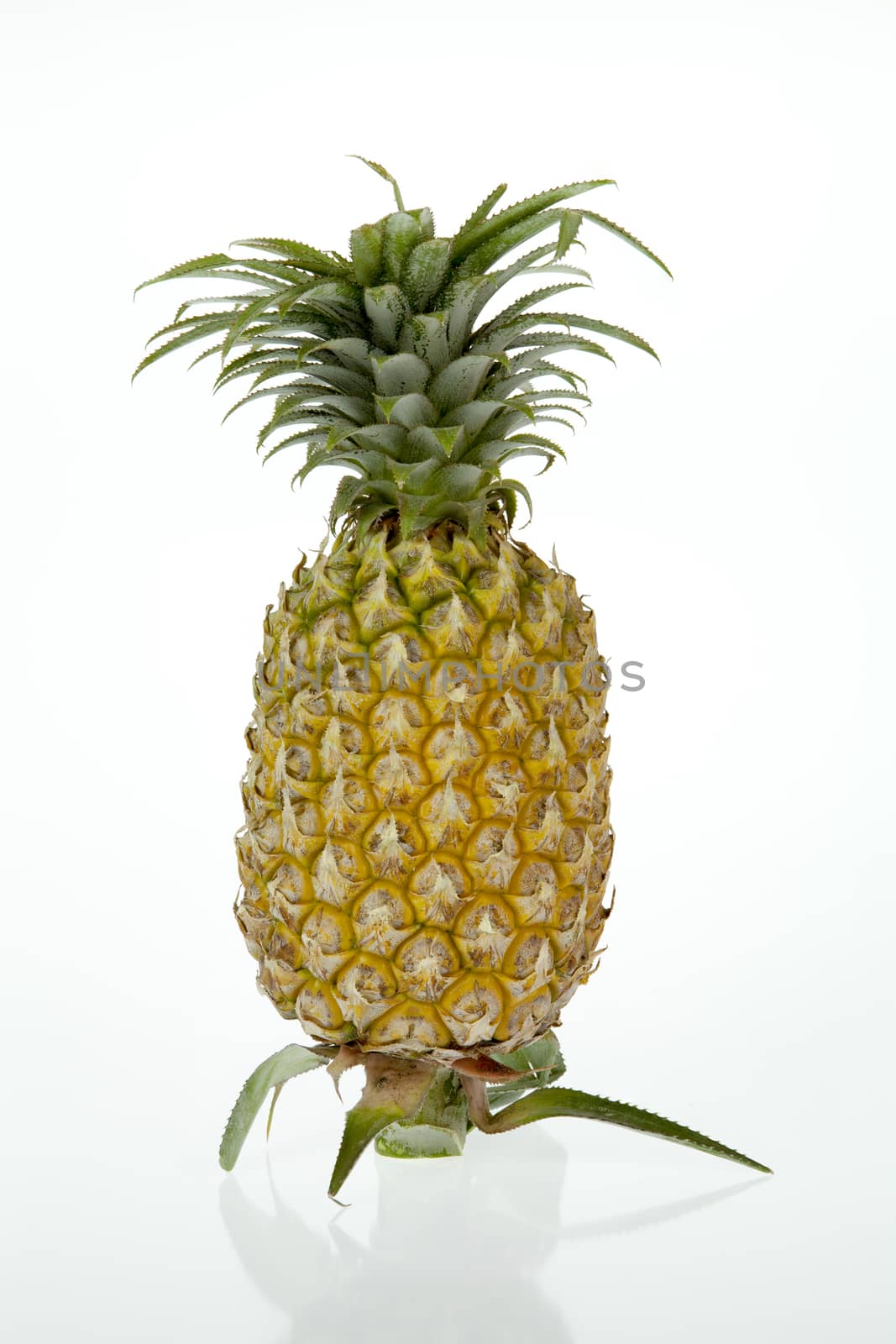 Pineapple on white background, very sweet, it came from the north of Thailand.