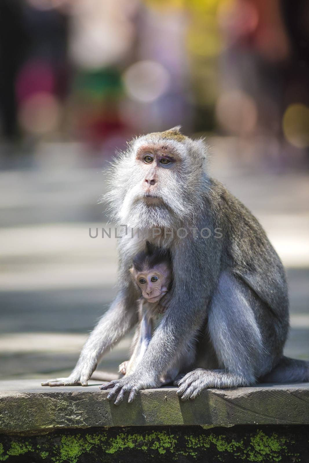 Long Tailed Macaque with her Infant , Sacred Monkey Forest, Ubud. Bali, Indonesia