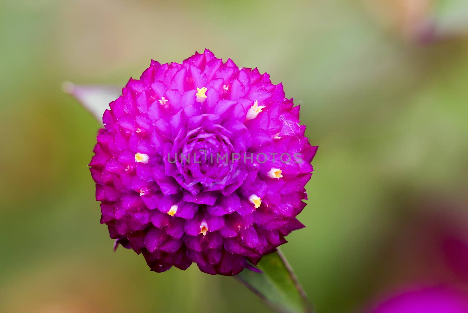 Globe Amaranth or Bachelor Button close up on green background,shot in nature