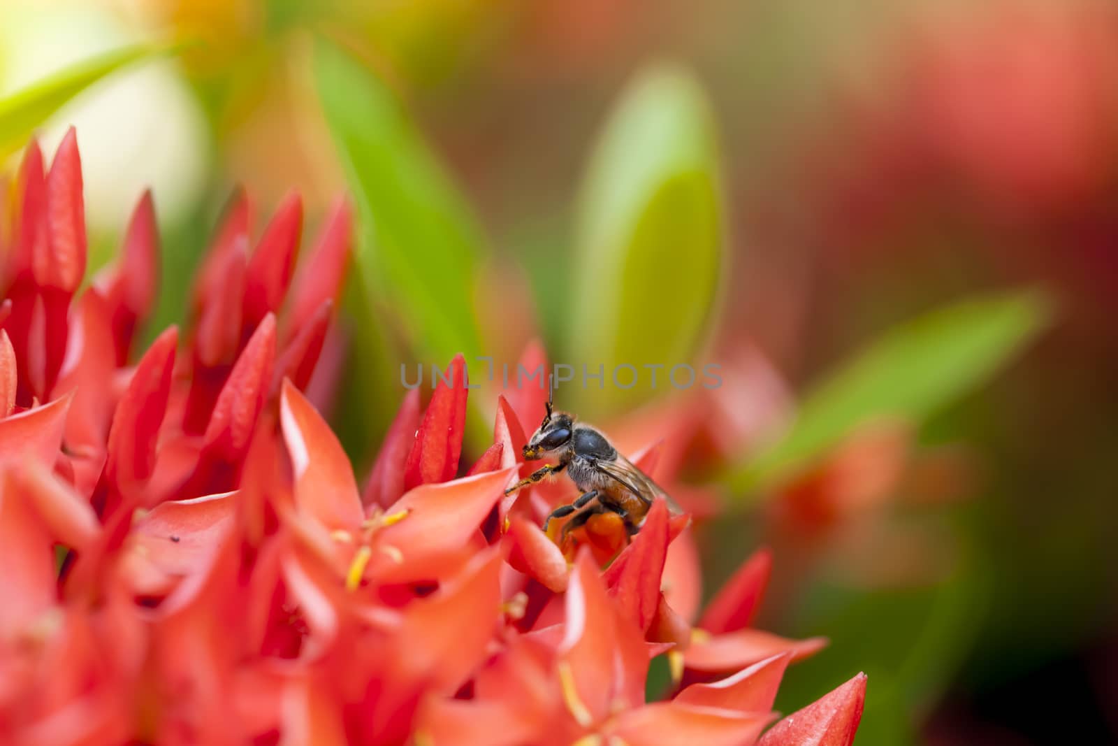 Bees were looking for nectar and pollen of flowers on Ixora