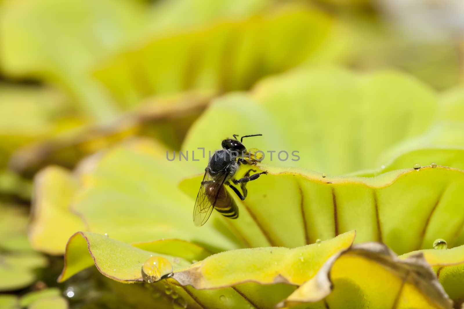 Green floating water lettuce, Pistia stratiotes and bee