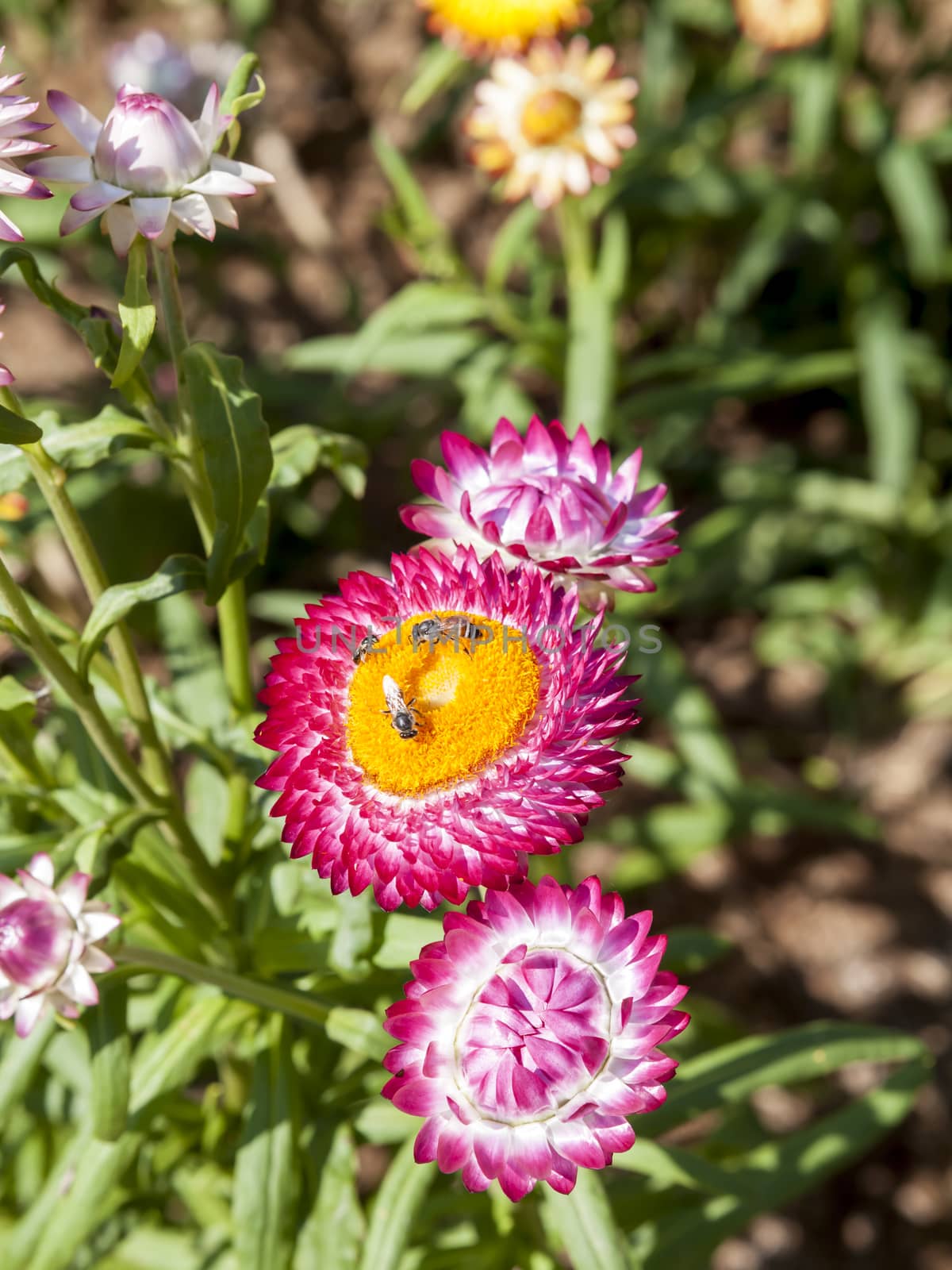 The Immortelles flower helichrysum in the garden.Photo taken on: January 04th, 2015