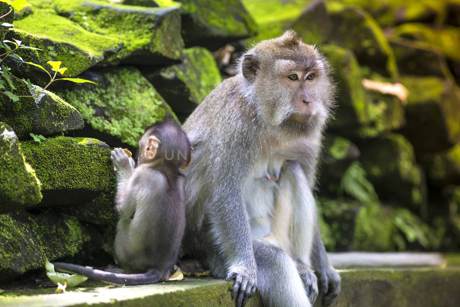 Long Tailed Macaque with her Infant , Sacred Monkey Forest, Ubud. Bali, Indonesia