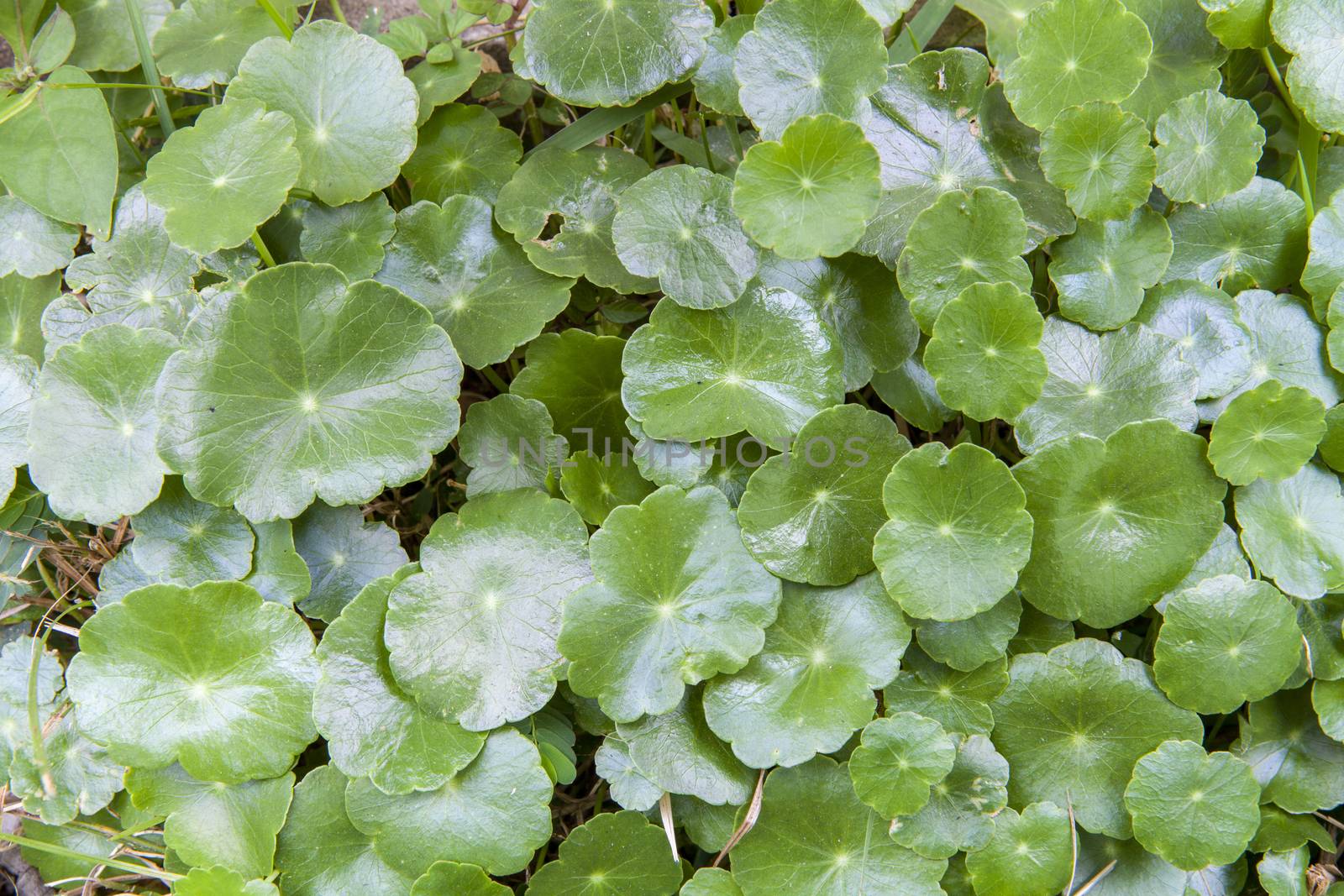 The Group of green  leaves gotu kola