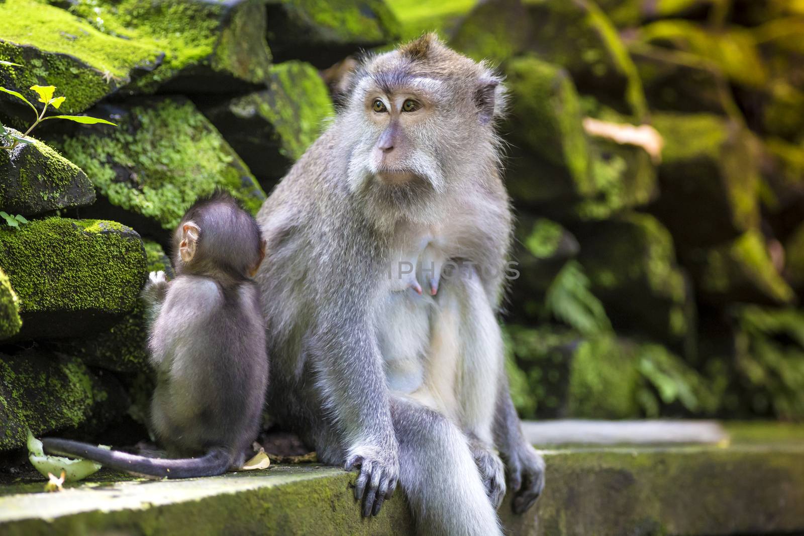 Long Tailed Macaque with her Infant , Sacred Monkey Forest, Ubud. Bali, Indonesia