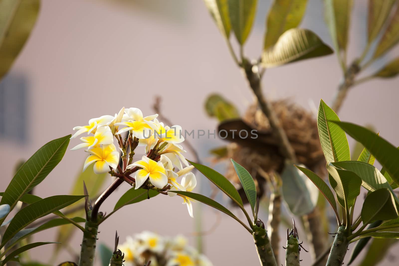 Beautiful Frangipani Flower by Chattranusorn09