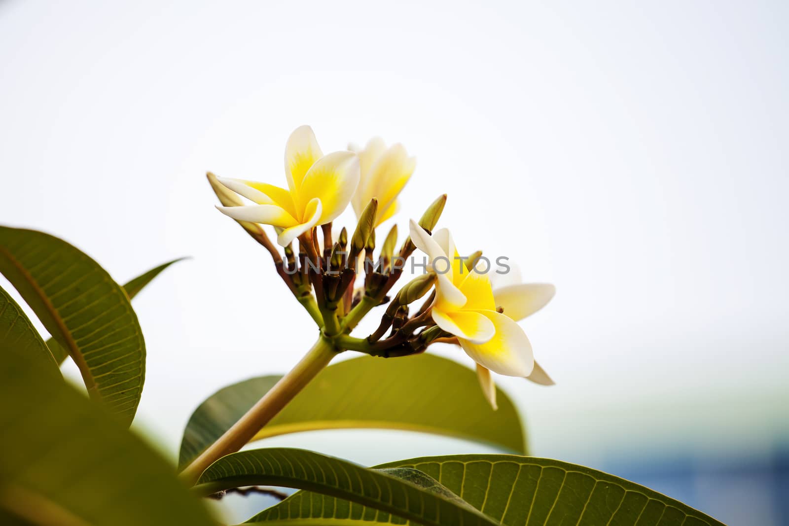 Beautiful Frangipani Flower by Chattranusorn09