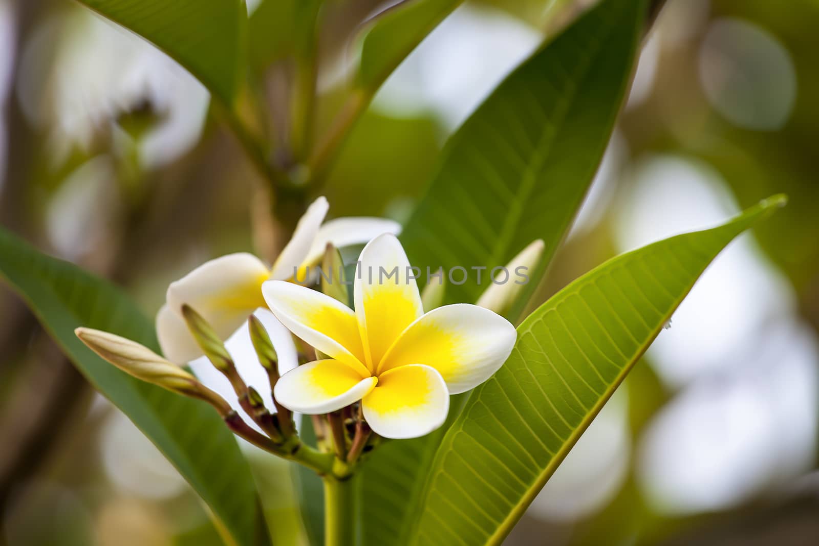 white and yellow frangipani flowers with leaves by Chattranusorn09