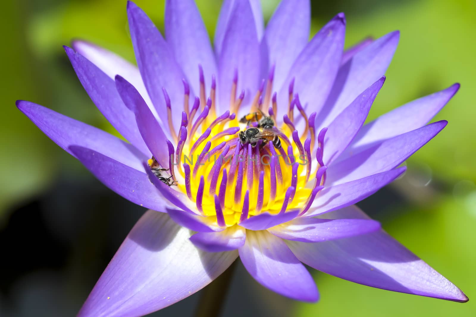 Lotus with bee are agriculture and nectar.