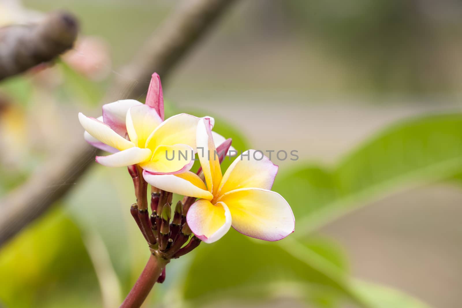 Frangipani Tropical Spa Flower Plumeria Shallow DOF