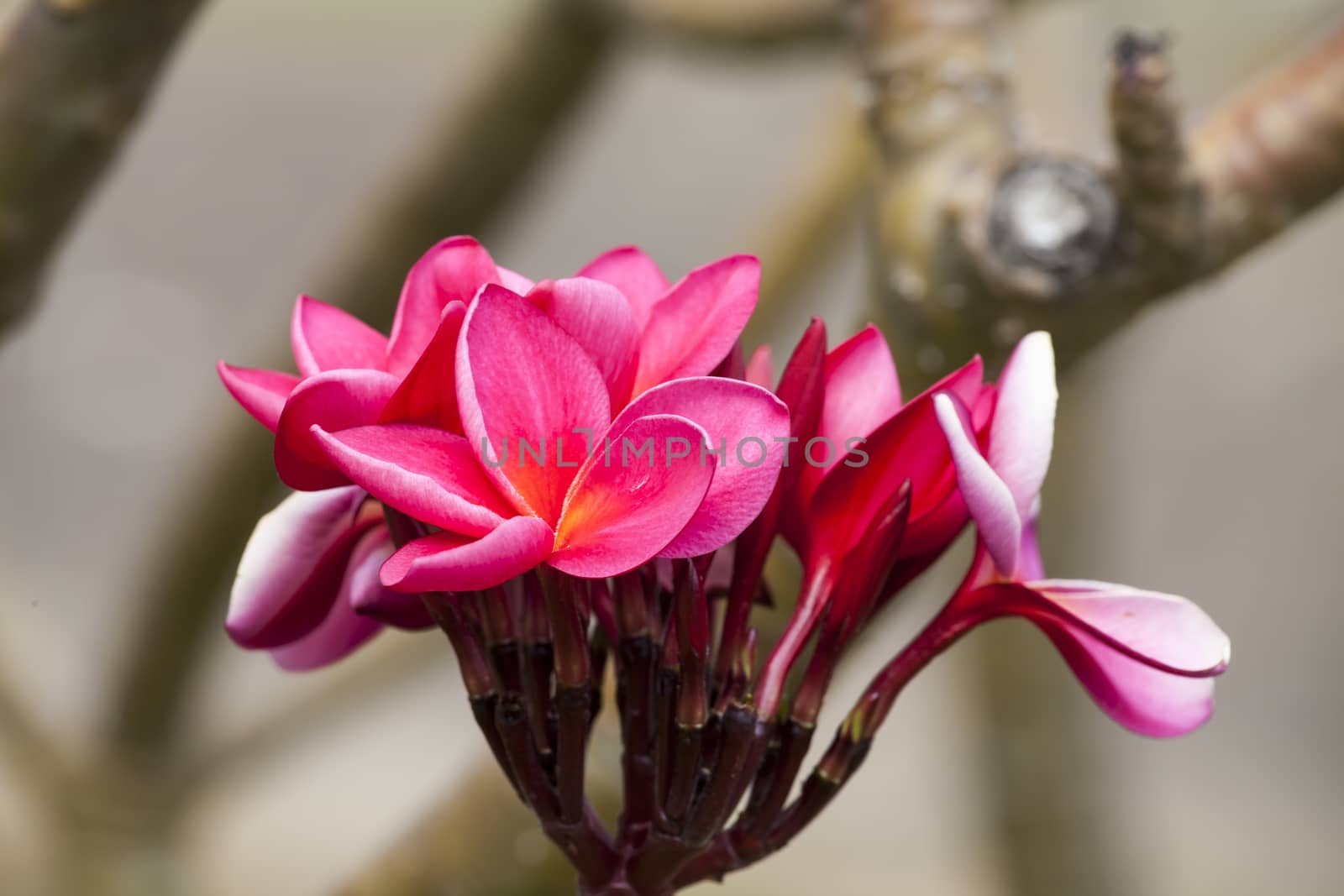 Pink Frangipani Tropical Spa Flower by Chattranusorn09