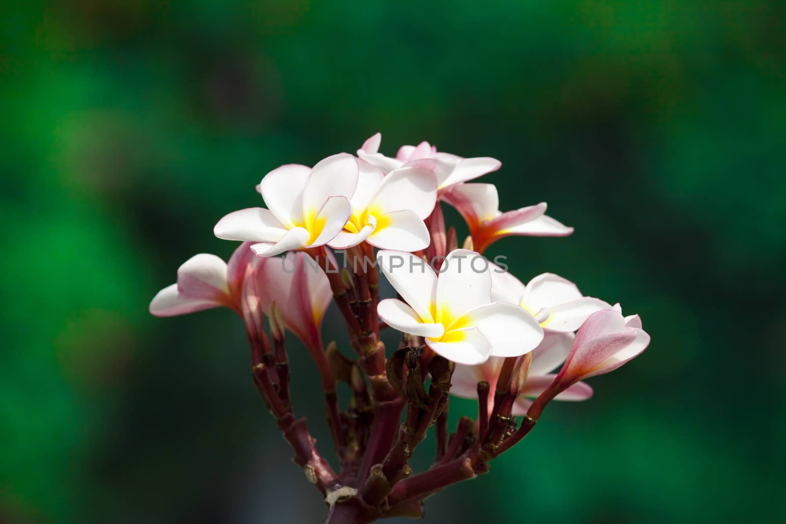 Frangipani Tropical Spa Flower on natural green background