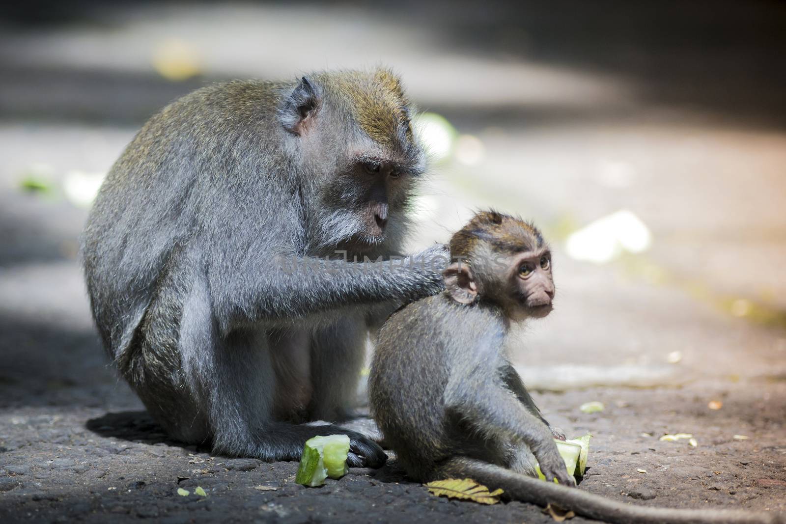 Long Tailed Macaque with her Infant , Sacred Monkey Forest, Ubud. Bali, Indonesia