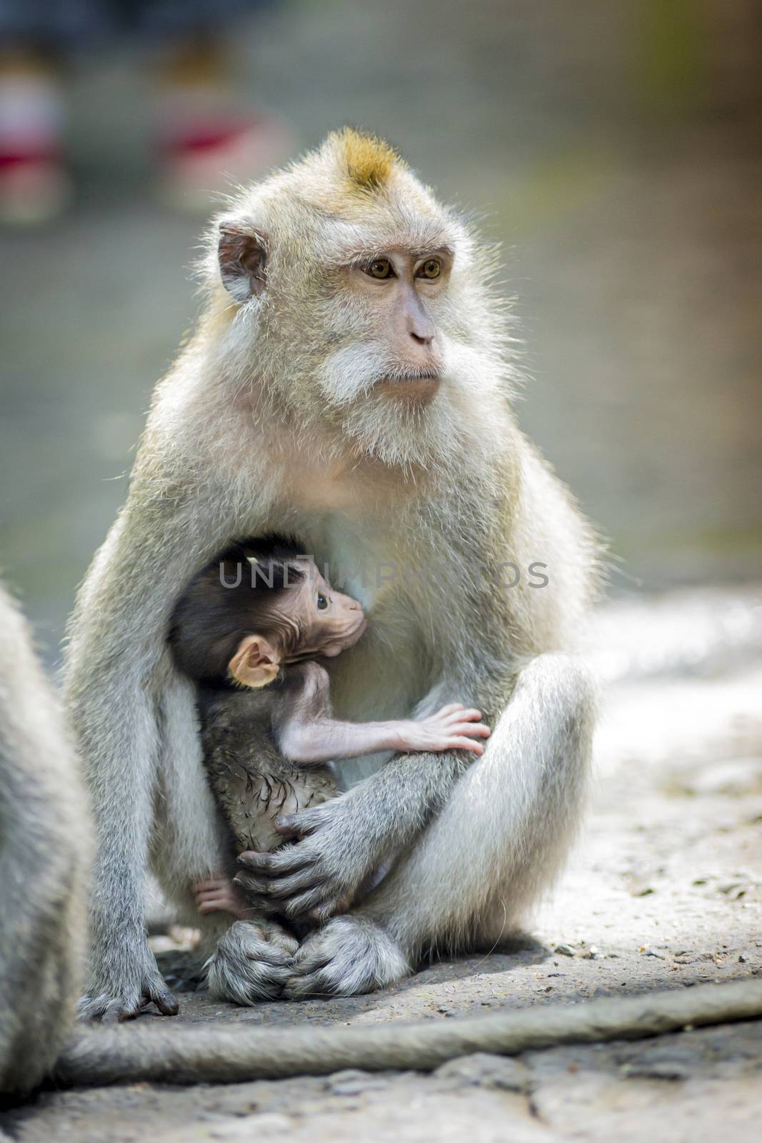 Long Tailed Macaque with her Infant , Sacred Monkey Forest, Ubud. Bali, Indonesia