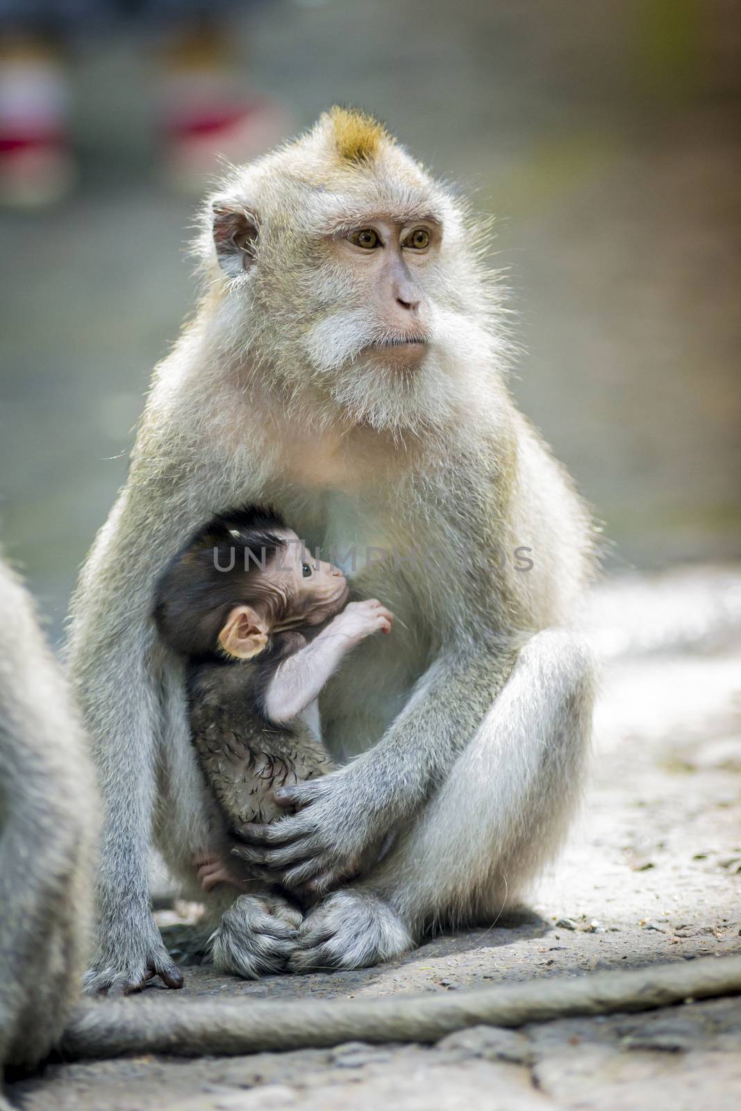 Long Tailed Macaque with her Infant , Sacred Monkey Forest, Ubud. Bali, Indonesia