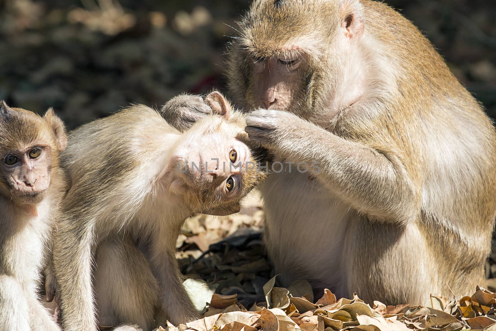 Mother monkey and ticks for the child.