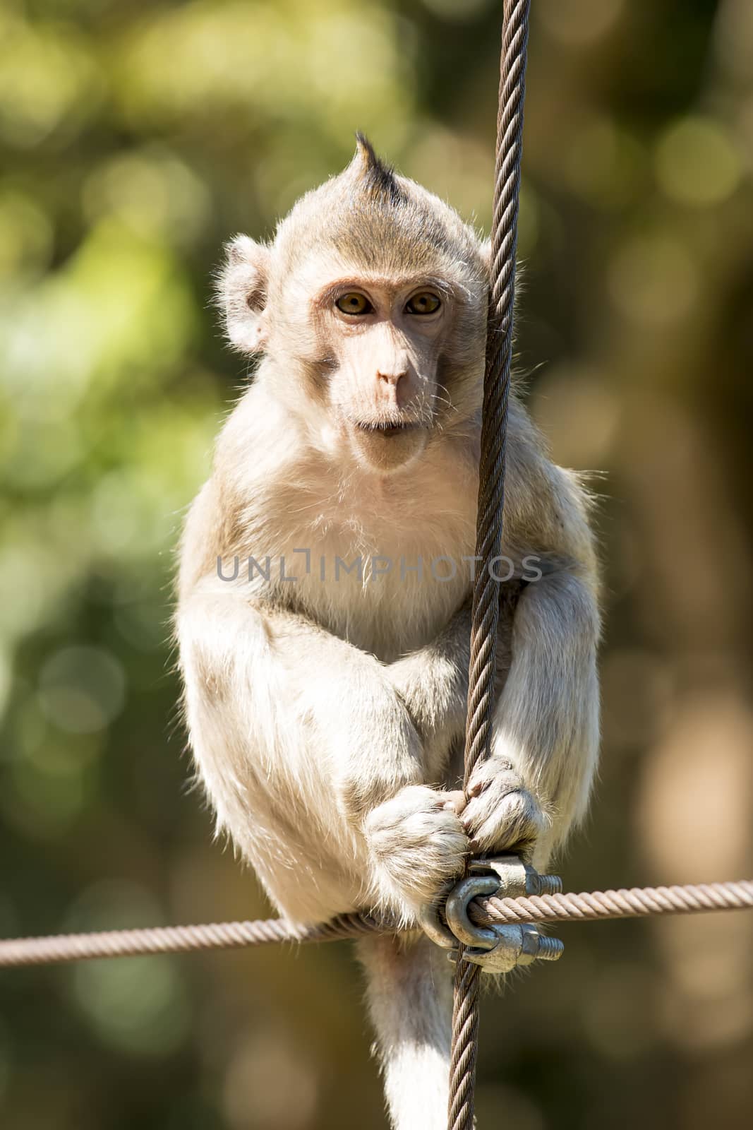 Monkey sitting on a bridge in the park.