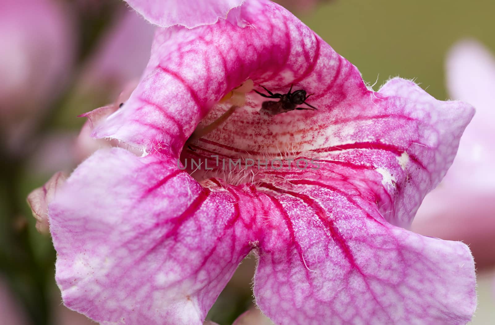 Pink Trumpet Vine with shallow DOF, The close up of thailand