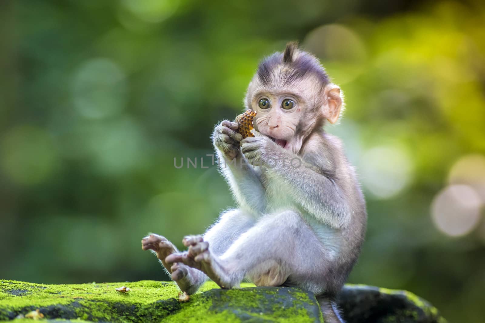 Little baby-monkey by truphoto