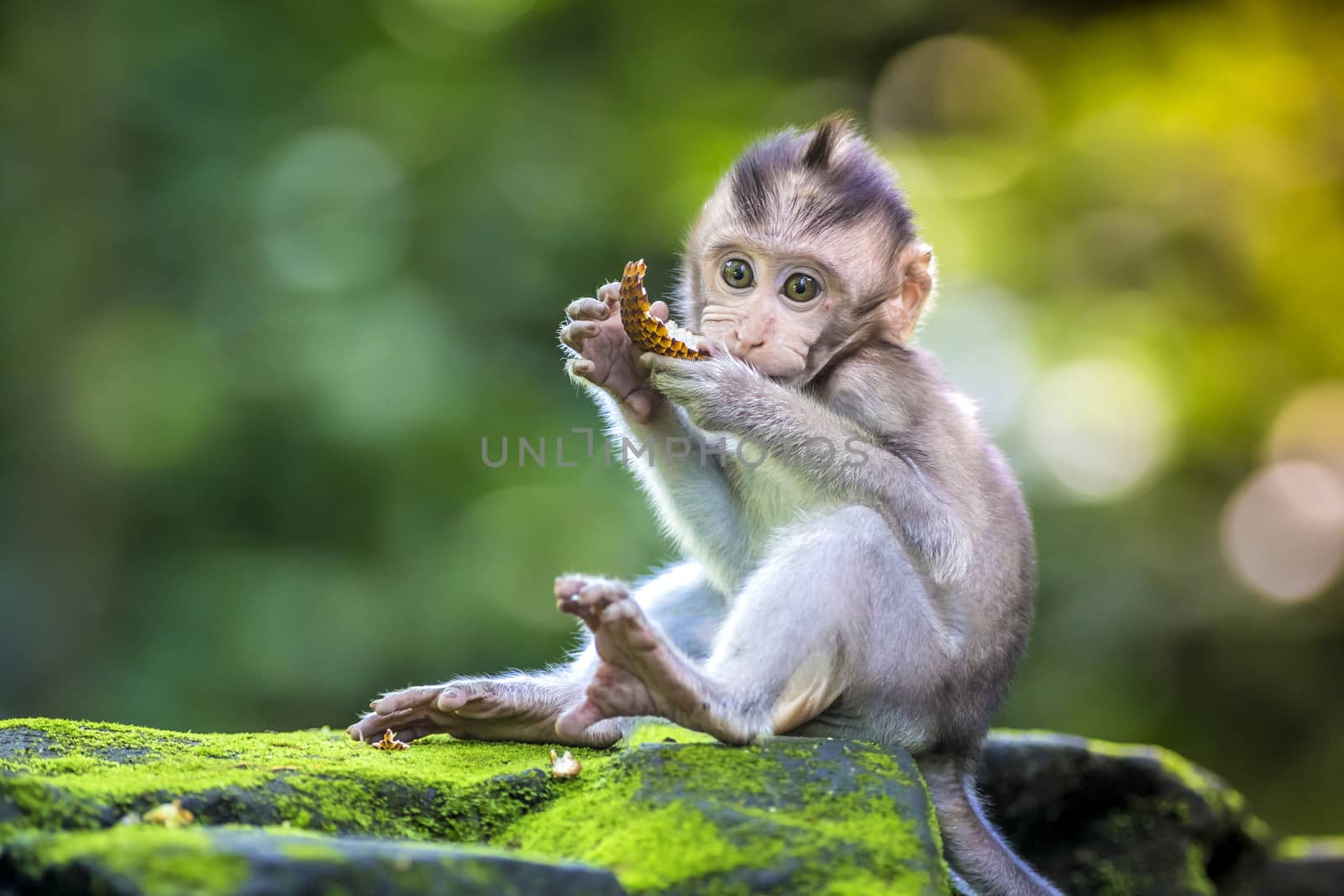 Little baby-monkey by truphoto