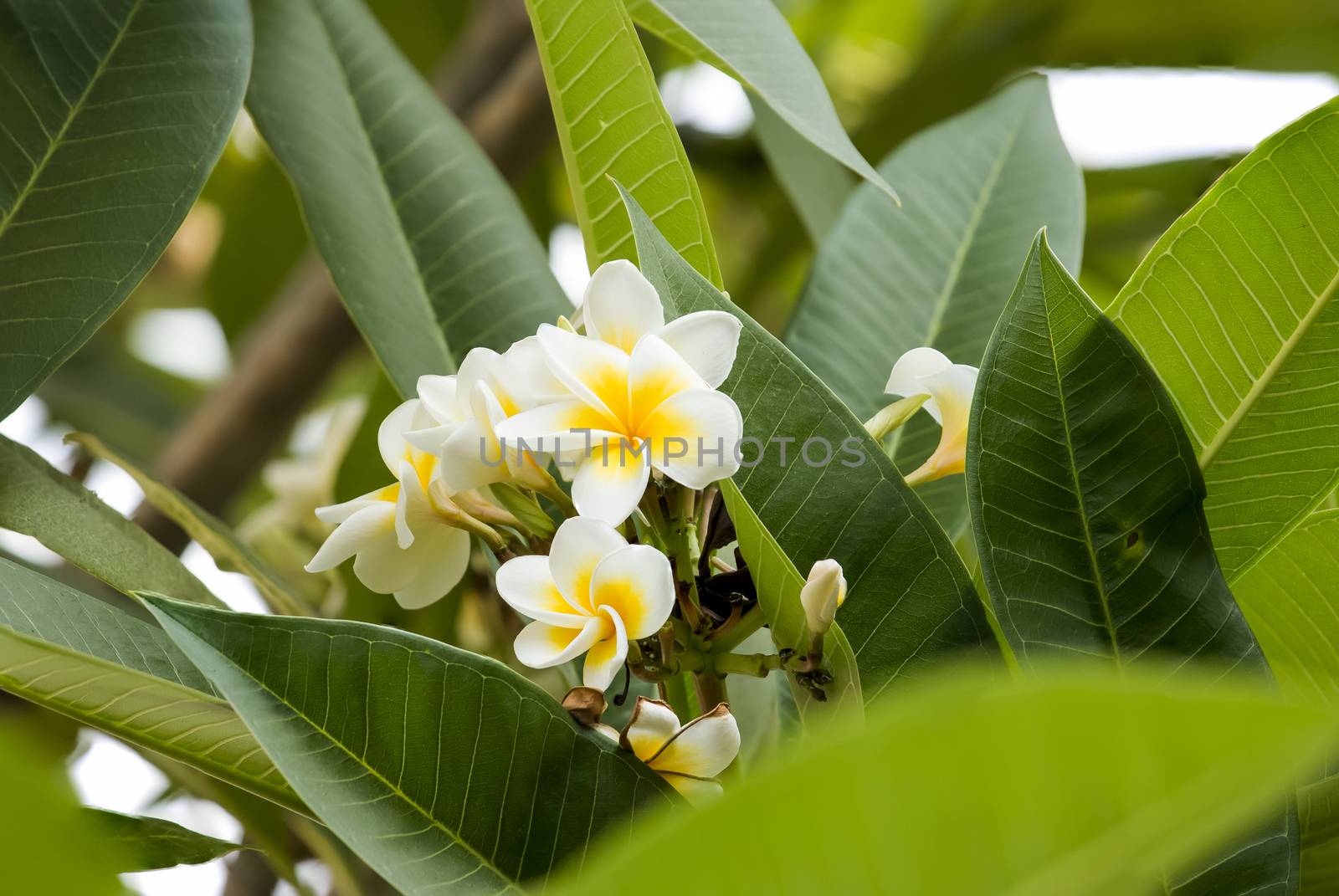 White  Plumeria spp. (frangipani flowers, Frangipani, Pagoda tre by Chattranusorn09