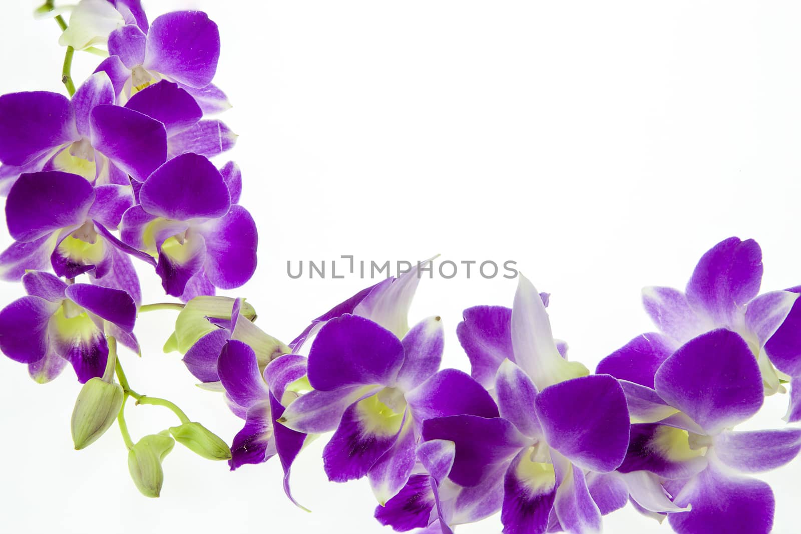 Very rare purple orchid isolated on white background. Closeup.