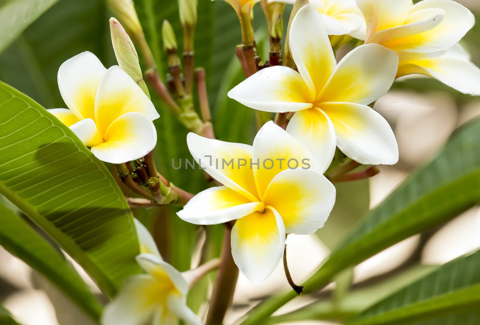 Beautiful white frangipani flowers on  the tree