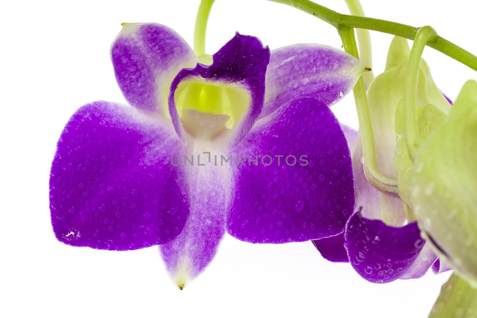 Purple orchid isolated on white background.Closeup. by Chattranusorn09