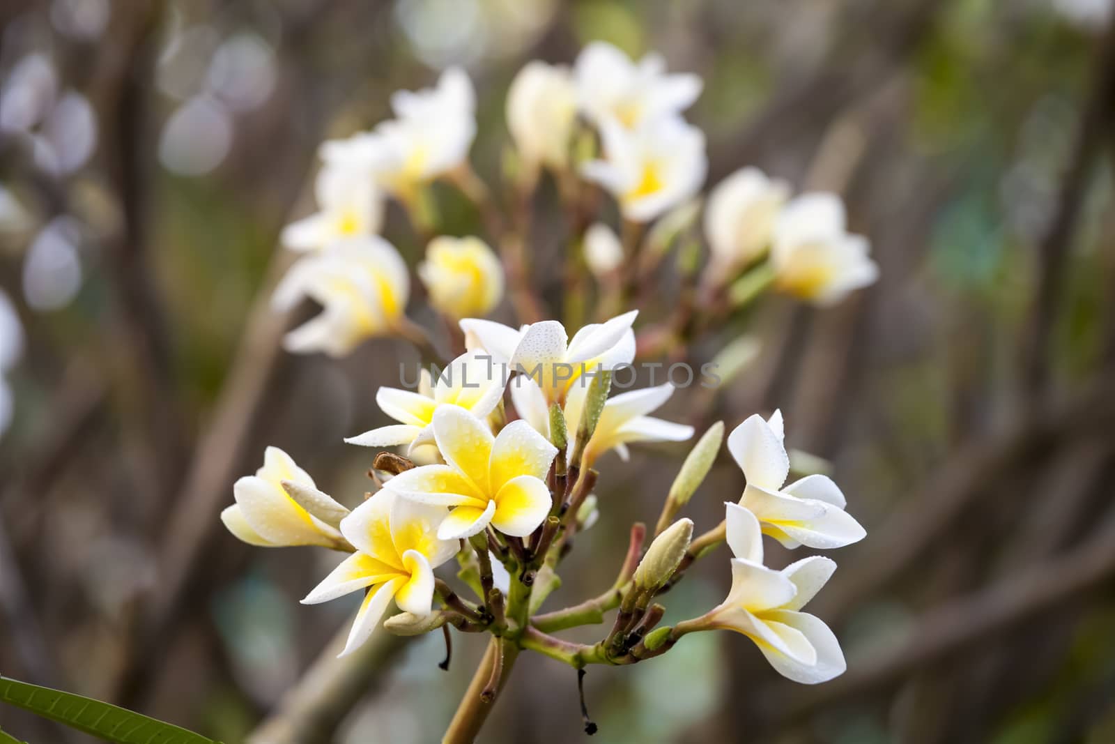 white and yellow frangipani flowers with branch in background