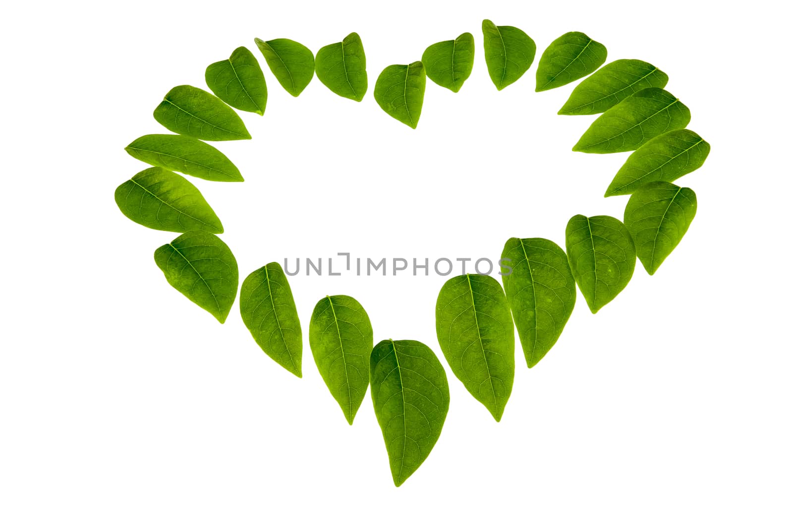 Star gooseberry leaf isolated on a white background