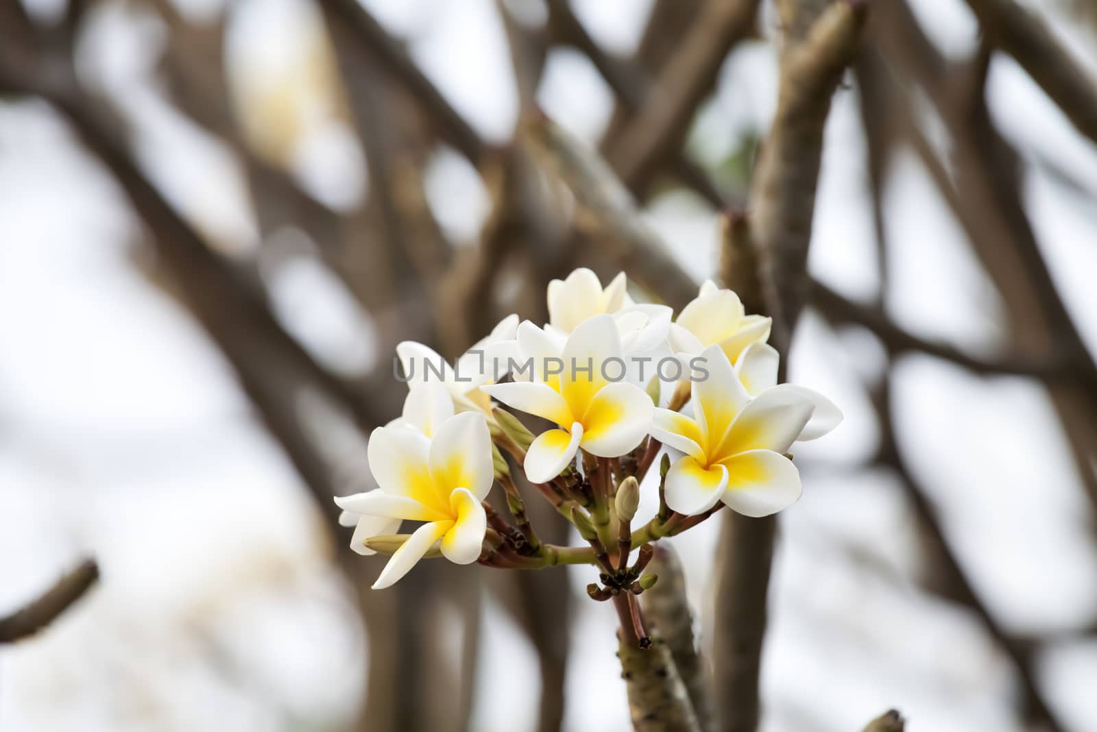 white and yellow frangipani flowers with branch in background