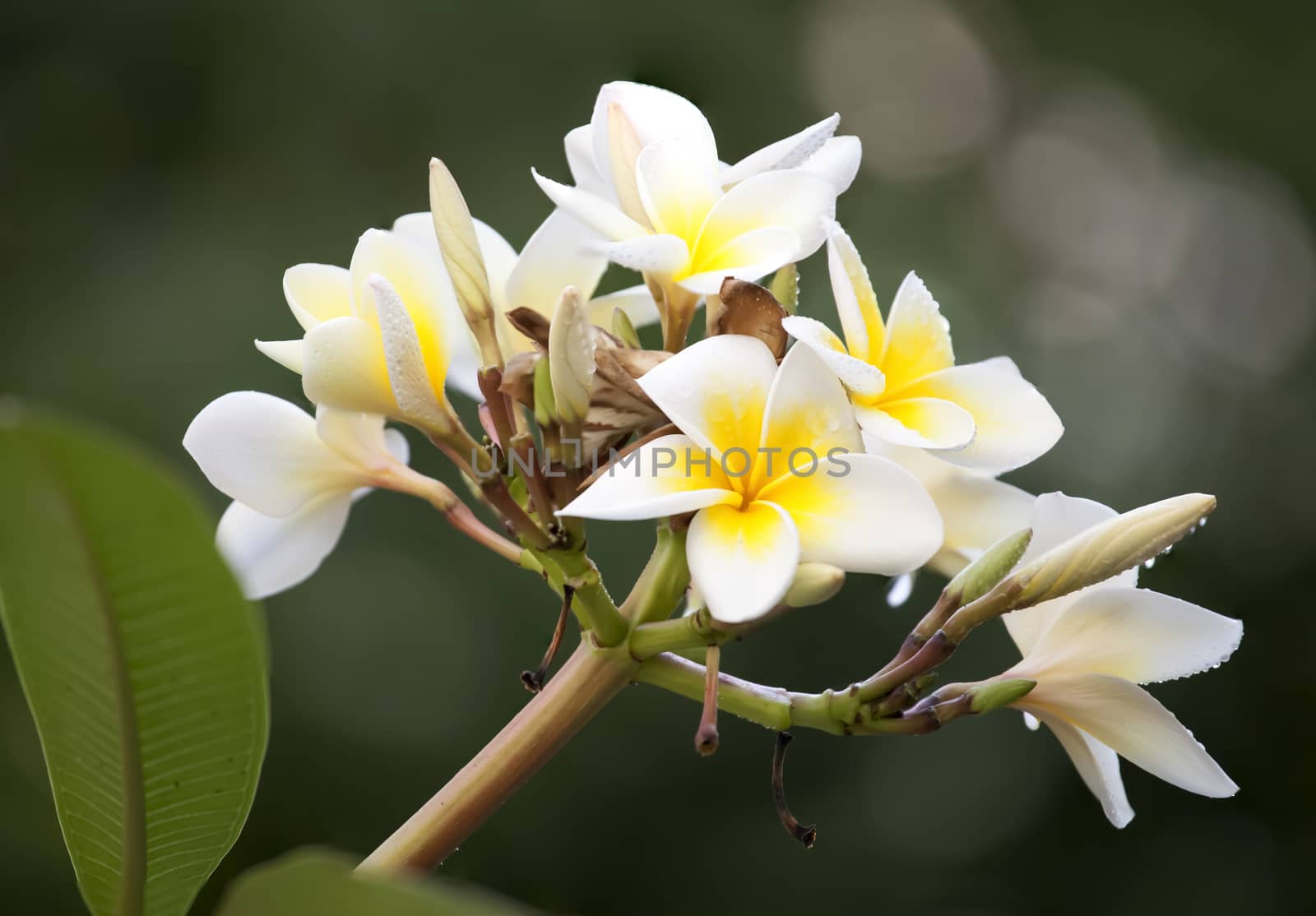 white flower of Frangipani or Plumeria with leaves