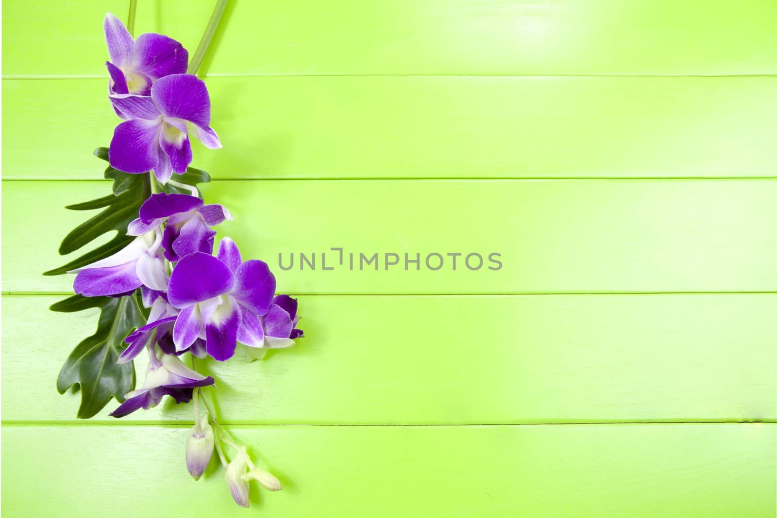Fresh purple orchid on green wooden table.