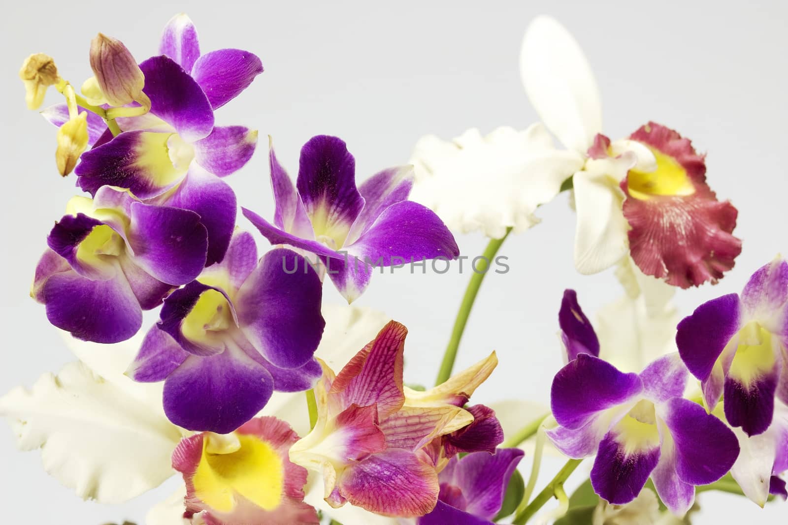 Purple Orchid and other orchid on gray background