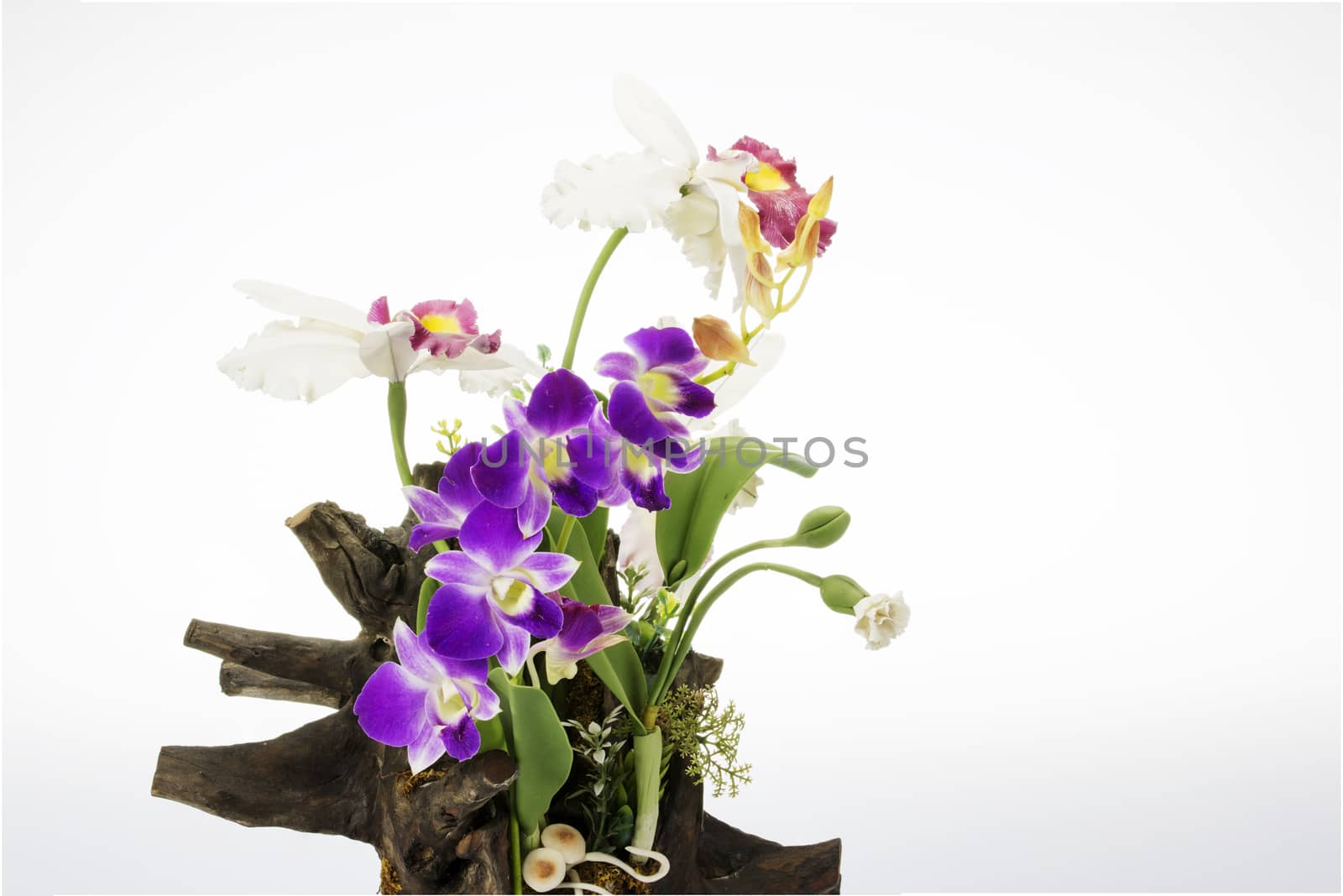 Purple Orchid on an old tree stump isolate on white background.