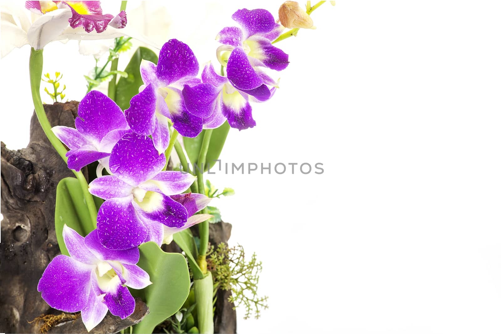 Purple Orchid on an old tree stump isolate on white background.