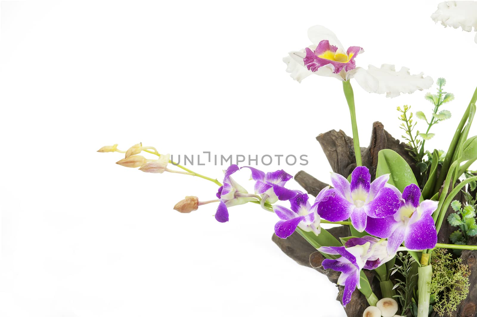Purple Orchid on an old tree stump on white background. by Chattranusorn09
