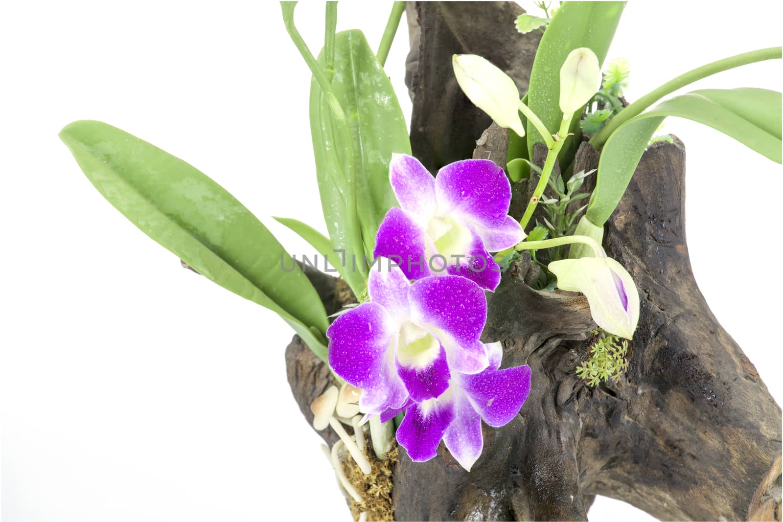 Purple Orchid and leaves on an old tree stump isolate on white background.