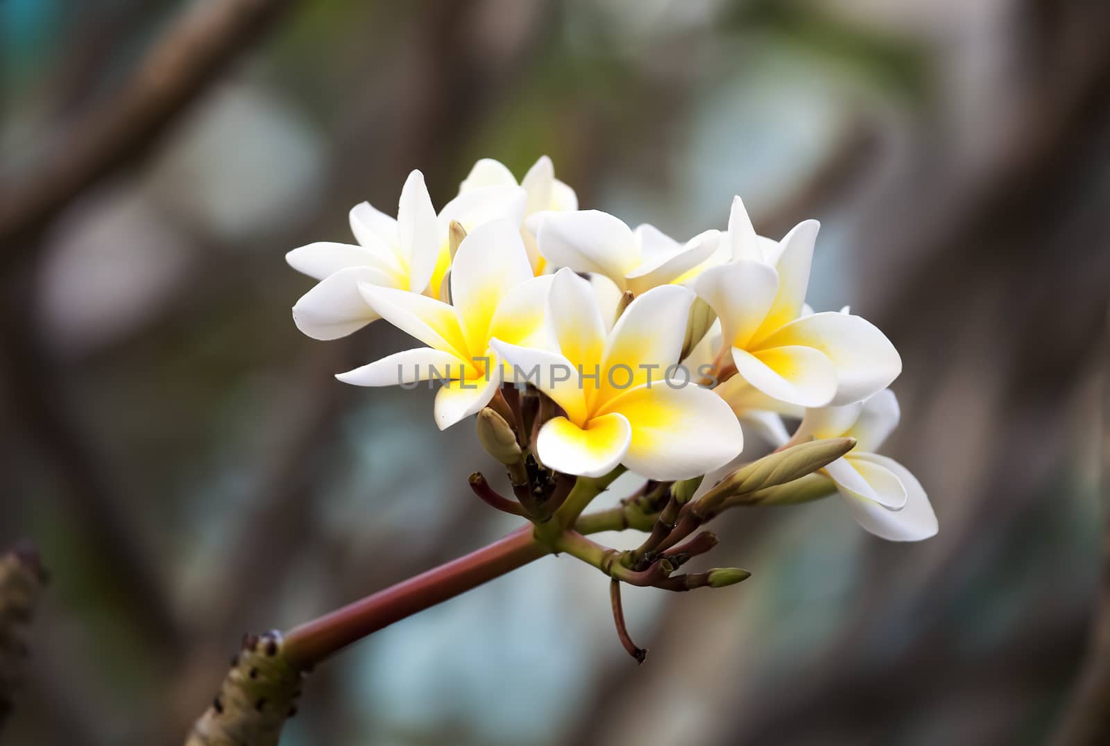 white and yellow frangipani flowers with branch by Chattranusorn09