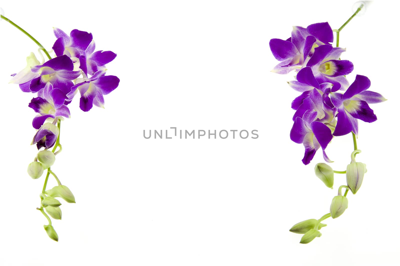 Branch purple orchid  on white background by Chattranusorn09