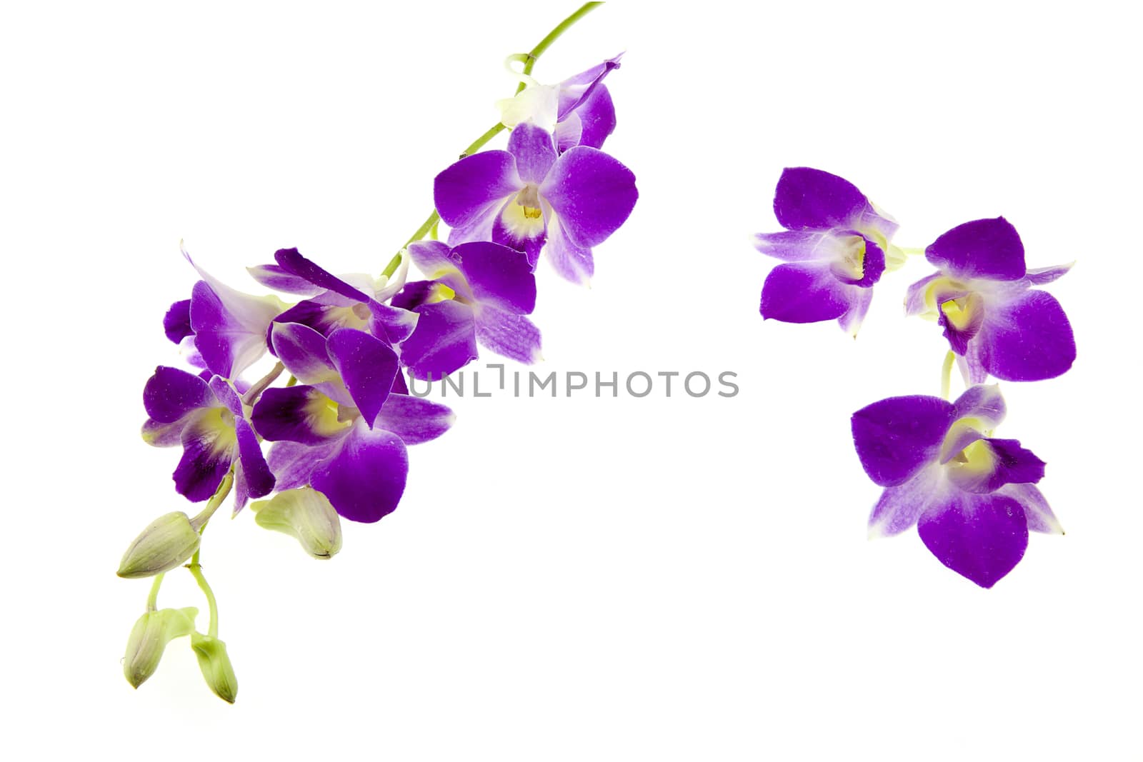 dark pink orchid flowers isolated on white background