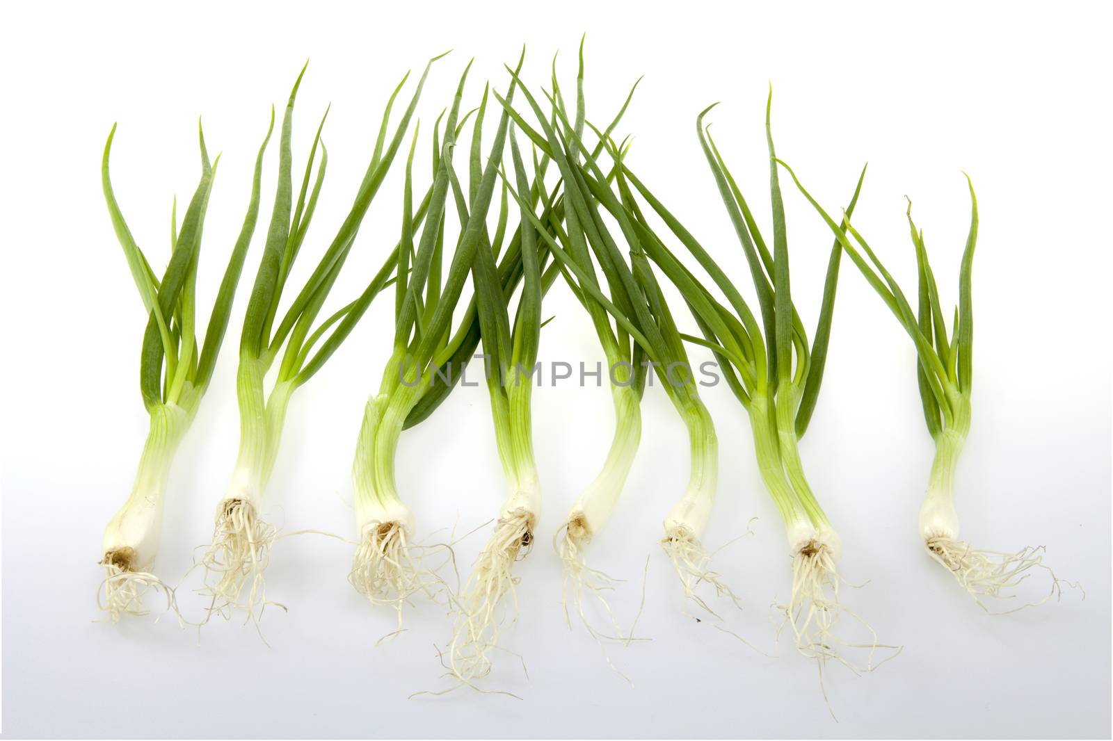 green onion chives by Chattranusorn09