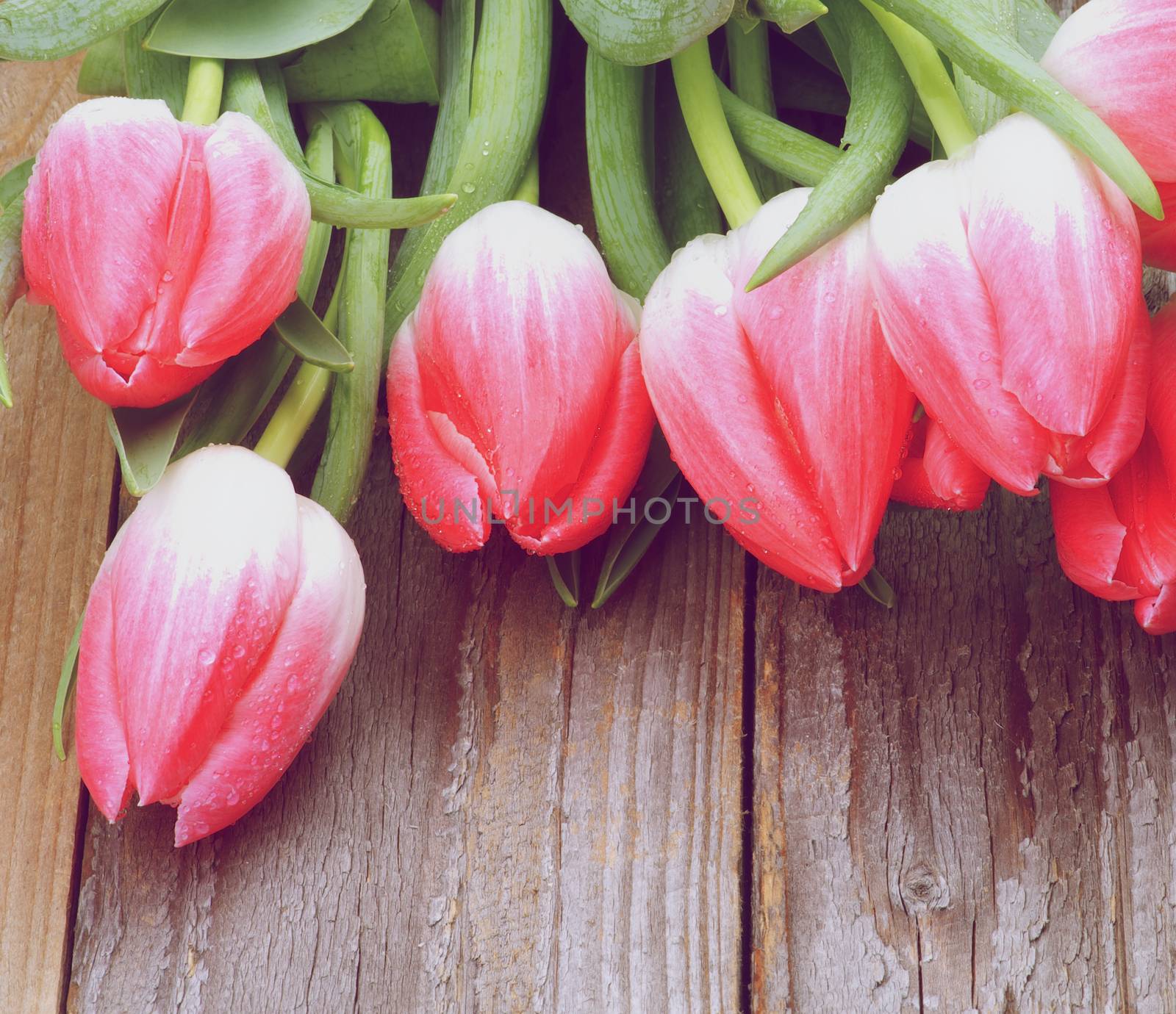 Spring Magenta Tulips with Leafs and Water Drops closeup on Wooden background. Retro Styled