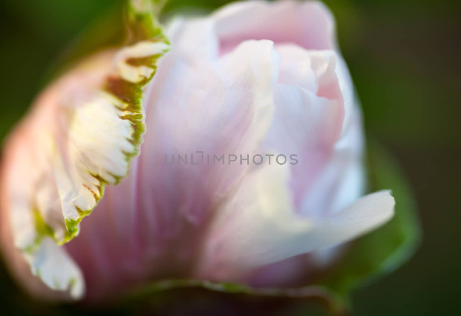 Tender bud of the dog rose's pink flower.