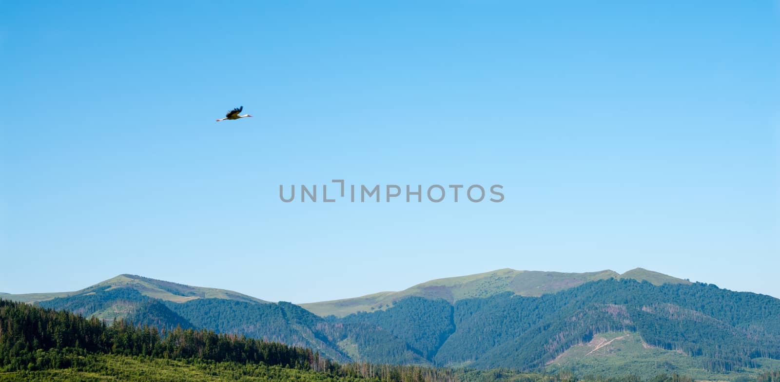 Summer landscape with the flying white stork in the Ukrainian Carpathian Mountains.