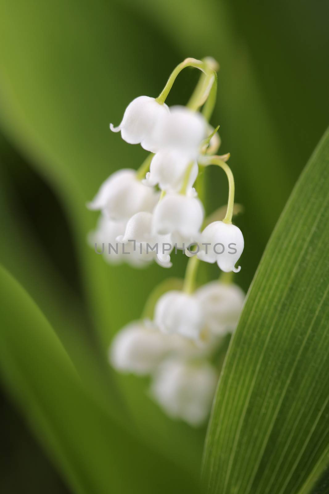 Lily of the valley (Convallaria majalis) is a sweetly scented, highly poisonous woodland flowering plant that is native throughout the cool temperate Northern Hemisphere in Asia, and Europe.
