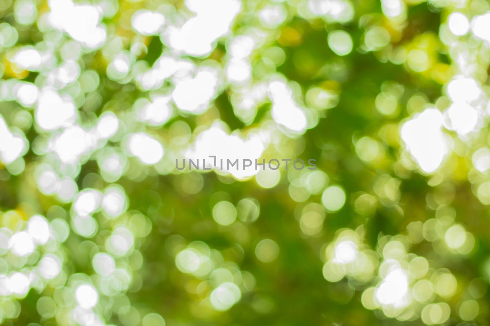 Nature Green Tree Leaf with Bokeh