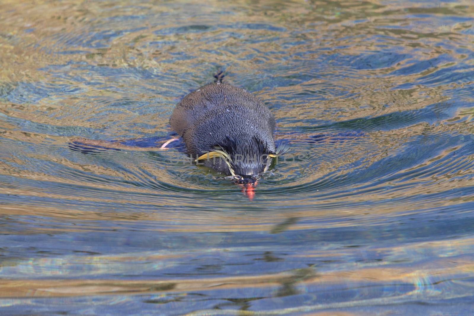 Rockhopper penguin in water by mitzy